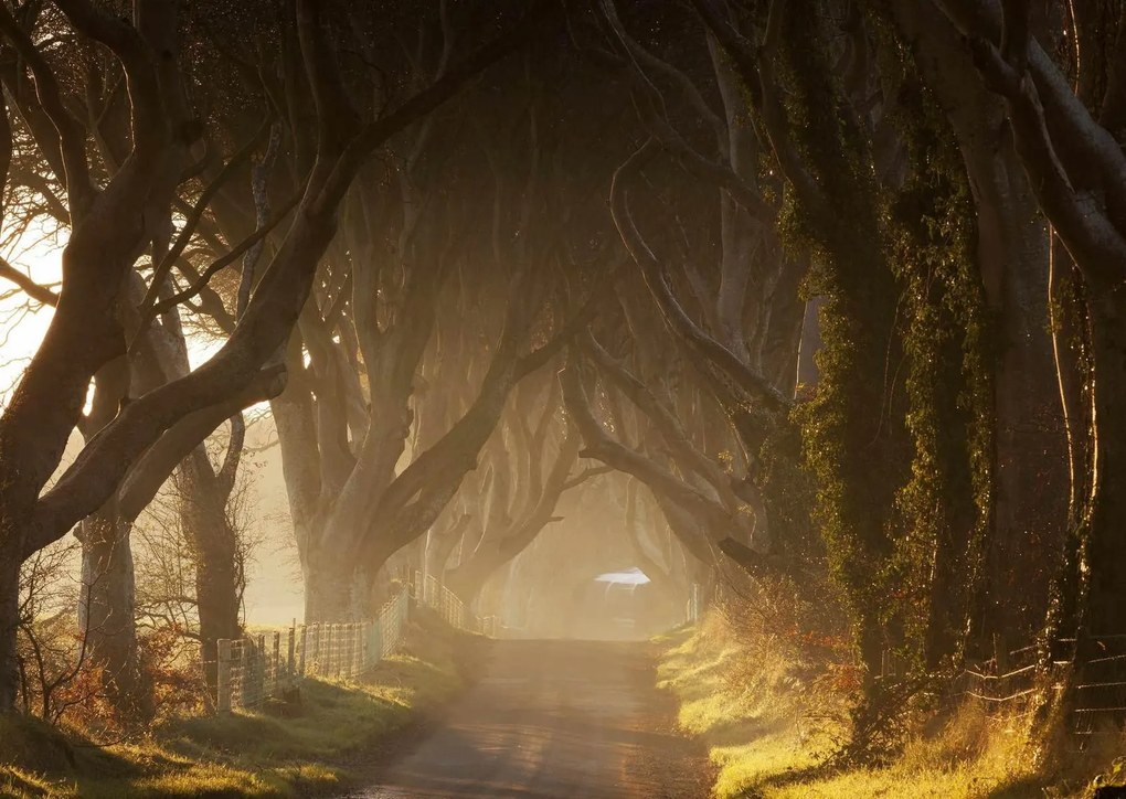 Fototapet. Dark Hedges, Irlanda. Art.01403