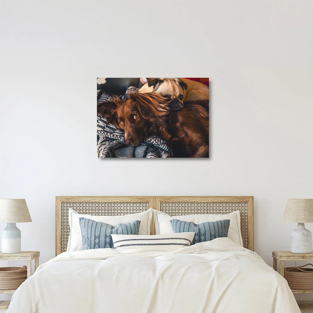 Tablou pe sticlă cu câini dormind (70x50 cm)