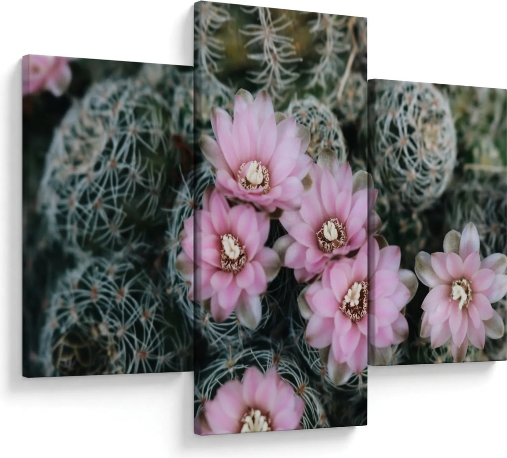 Tablou floare de cactus (90x60 cm)