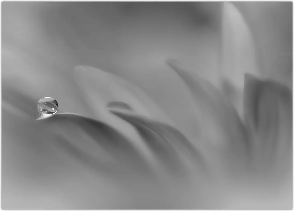 Tablou - Picătură pe floare,alb-negru (70x50 cm)