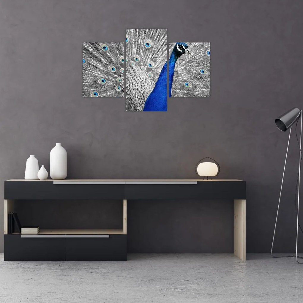 Tablou - păun albastru (90x60 cm)