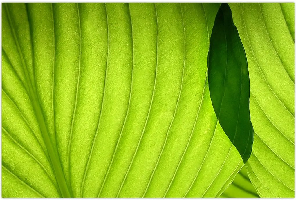 Tablou - Detaliu de frunză verde (90x60 cm)