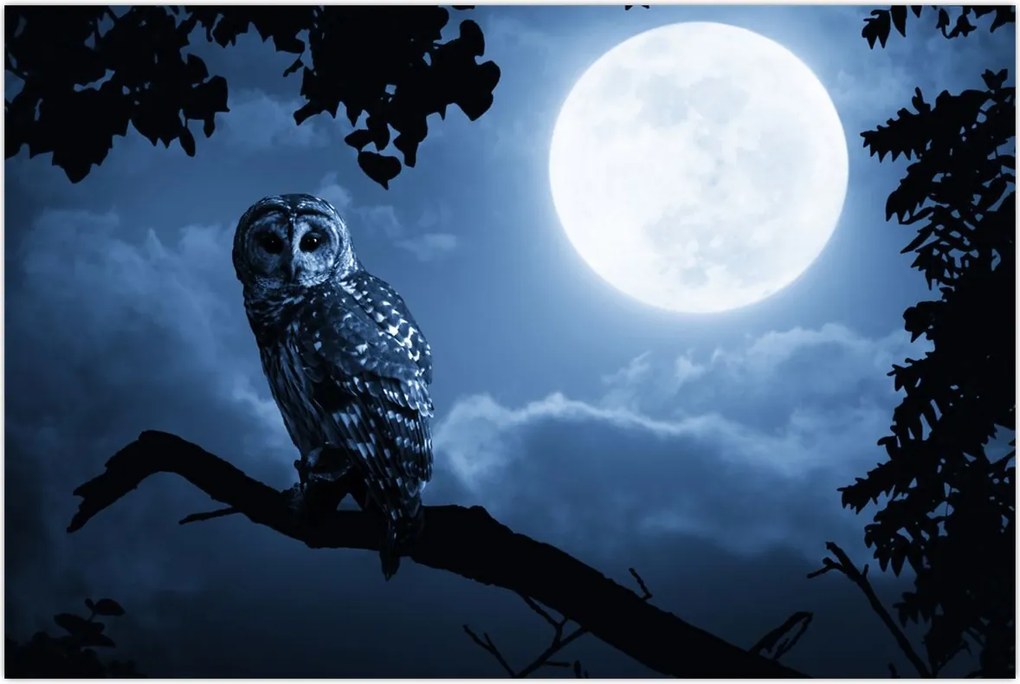 Tablou - Bufnița de noapte (90x60 cm)
