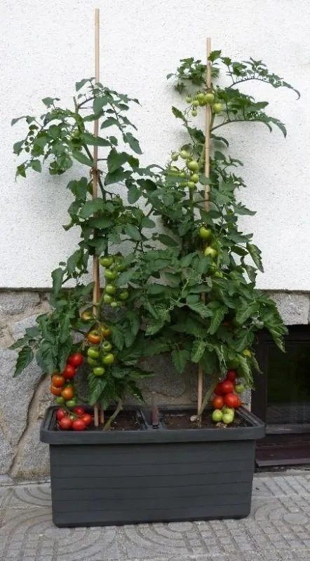 Jardinieră auto-udare Berberis DUO, teracota