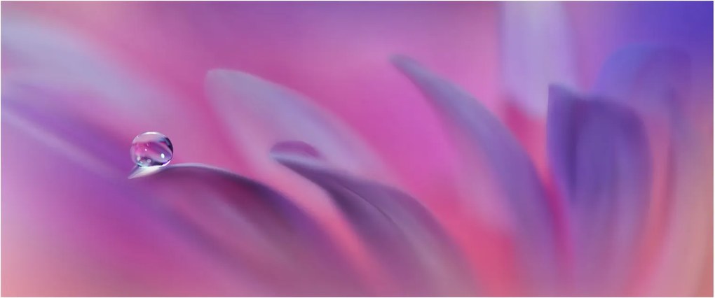 Tablou - Picătură pe floare (120x50 cm)