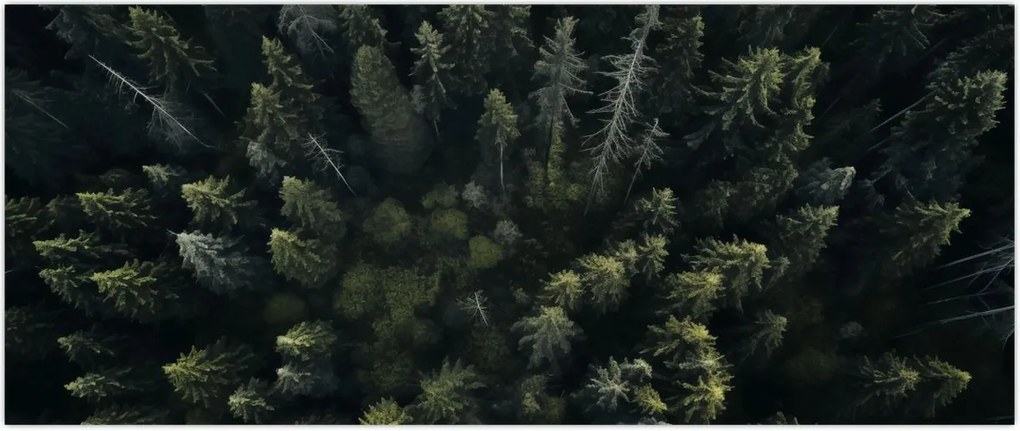 Tablou - Pădure (120x50 cm)