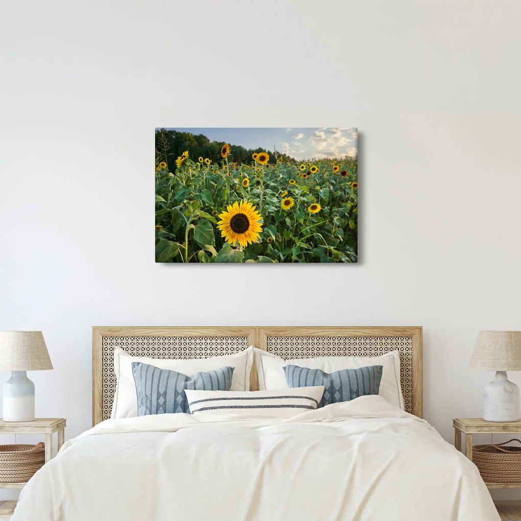 Tablou - Câmpul de floarea-soarelui II. (90x60 cm)