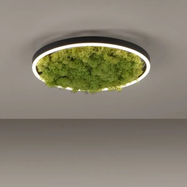 Plafonieră LED dimabilă JUST LIGHT. 15391-66 GREEN RITU LED/20W/230V