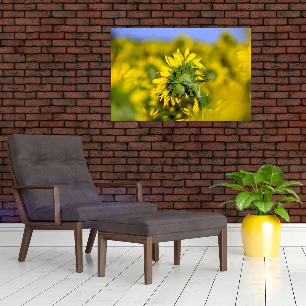 Tablou cu floarea soarelui (90x60 cm)