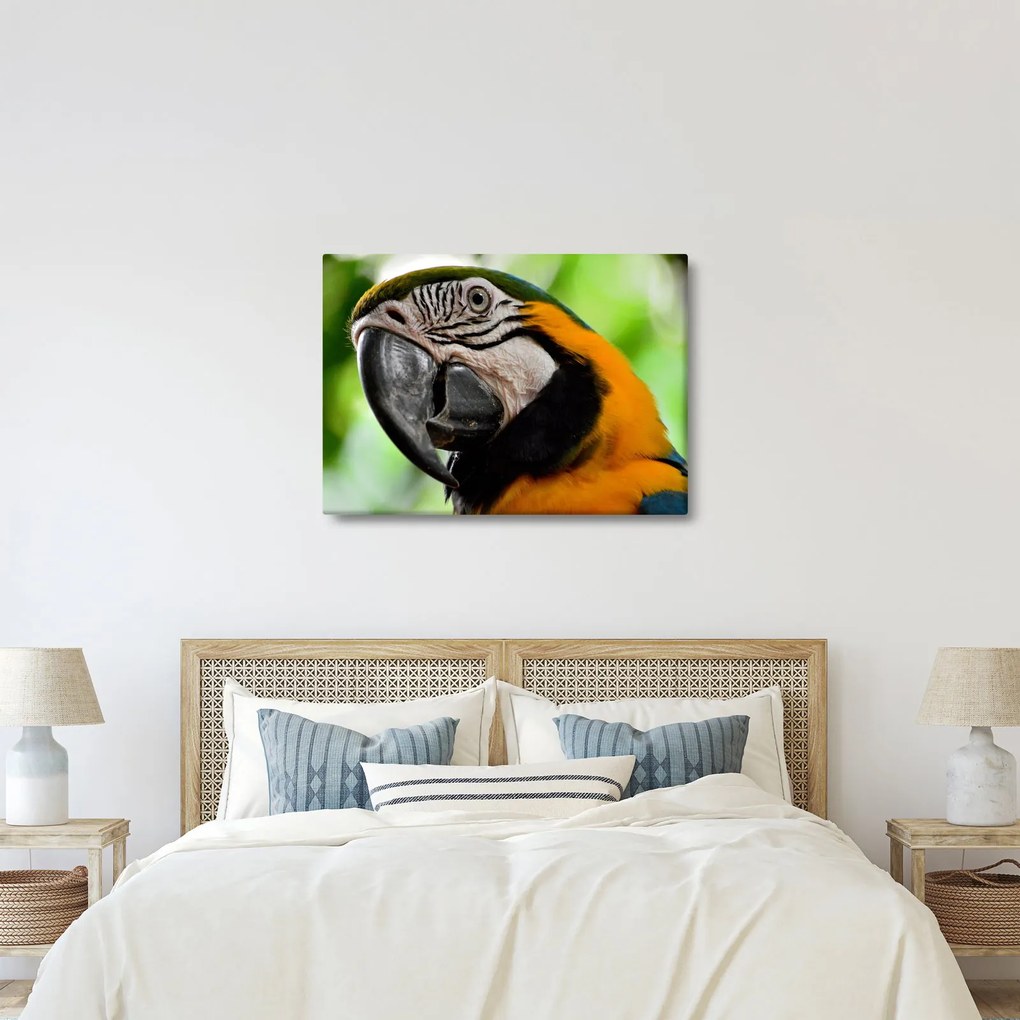 Tablou cu papagal (70x50 cm)