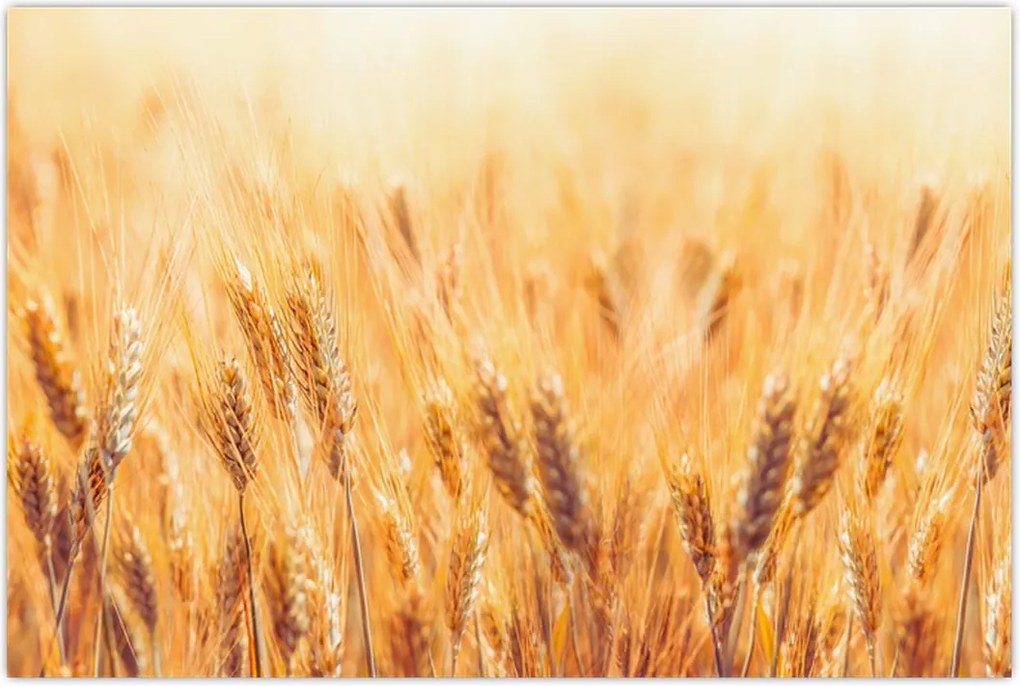 Tablou - câmp cu grâne (90x60 cm)