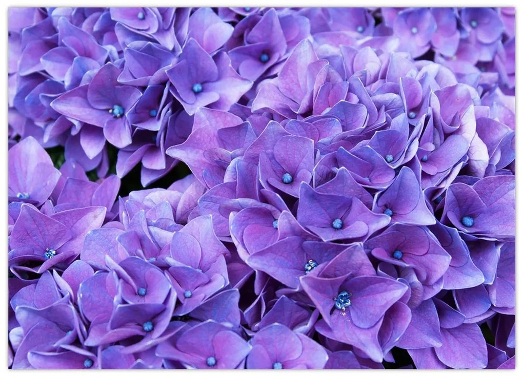 Tablou pe sticlă cu flori violete (70x50 cm)