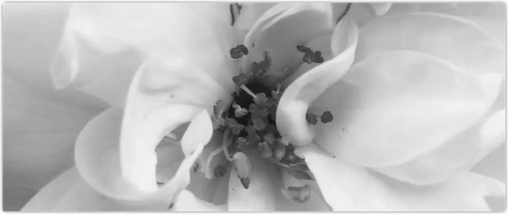 Tablou - Floare,alb-negru (120x50 cm)