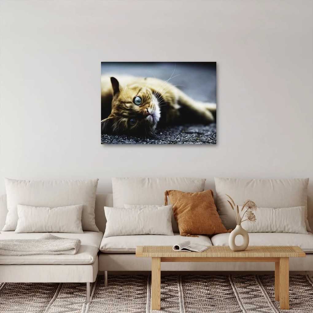 Tablou cu pisica (70x50 cm)