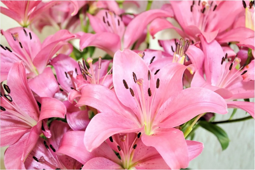 Tablou - Liliac roz (90x60 cm)