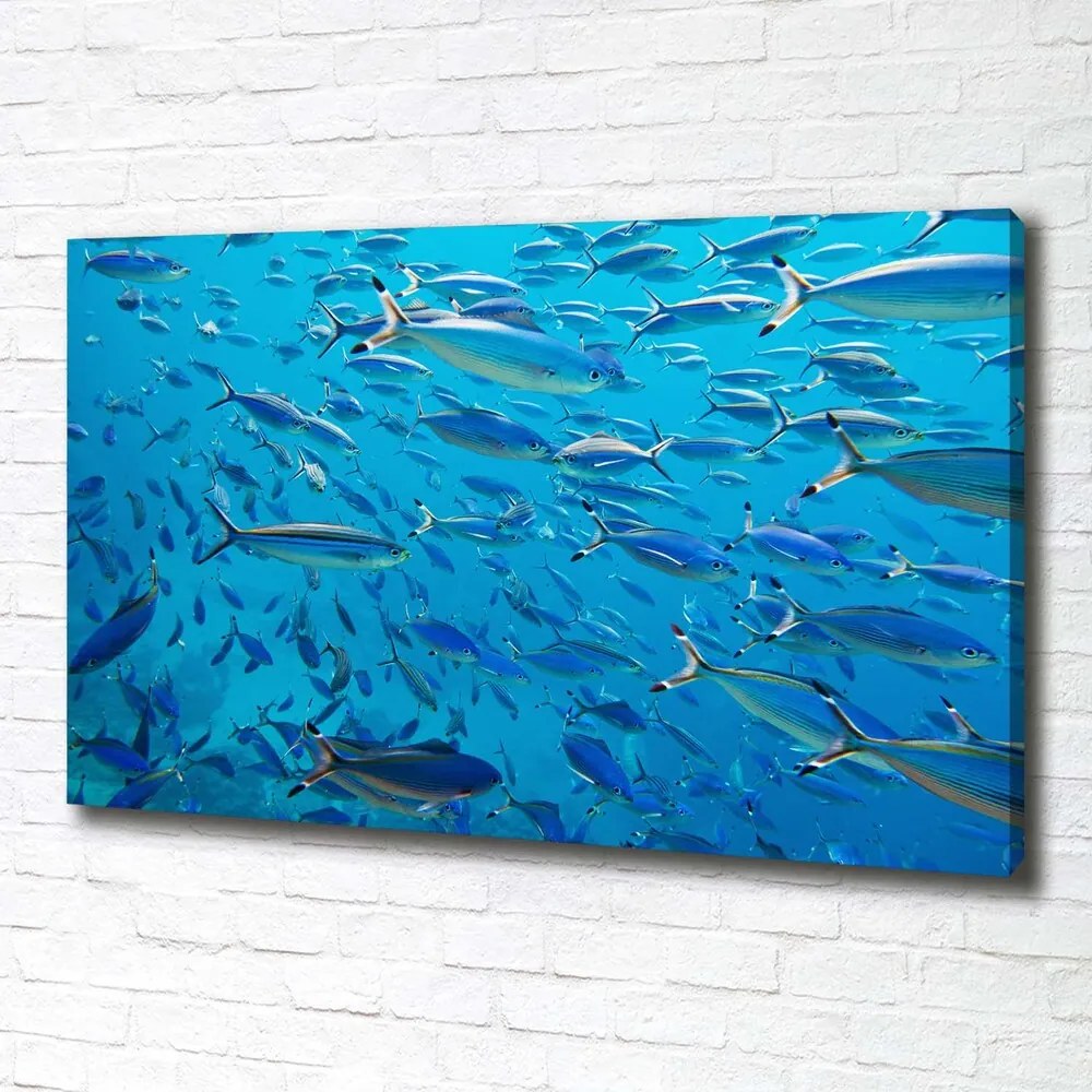 Imprimare tablou canvas Pește coral