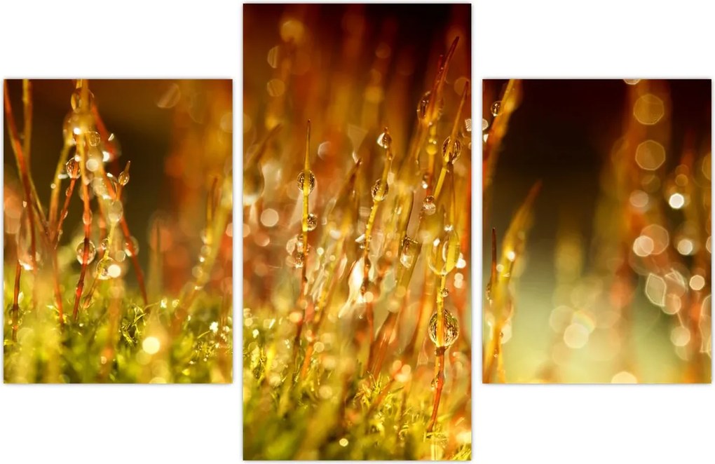 Tablou - Detaliu rouă (90x60 cm)