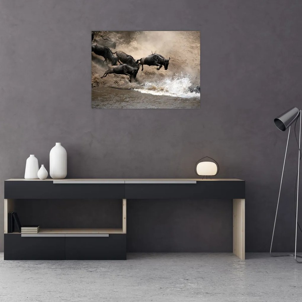 Tablou - Turmă de gnu (70x50 cm)