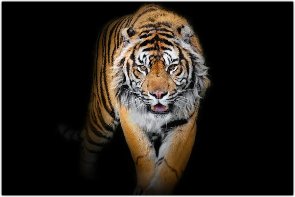 Tablou - Tiger (90x60 cm)