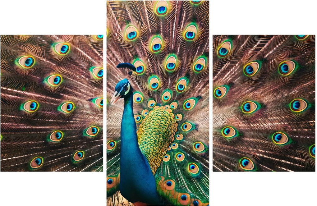 Tablou - Păun (90x60 cm)