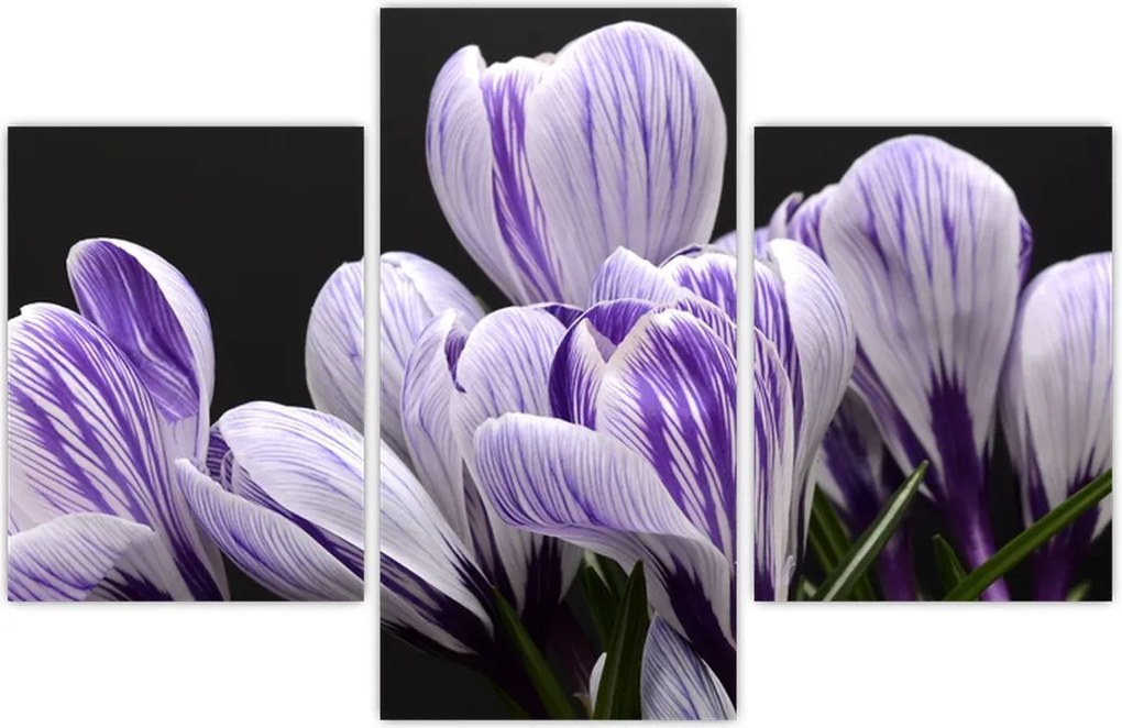 Tablou - Crocus violet (90x60 cm)