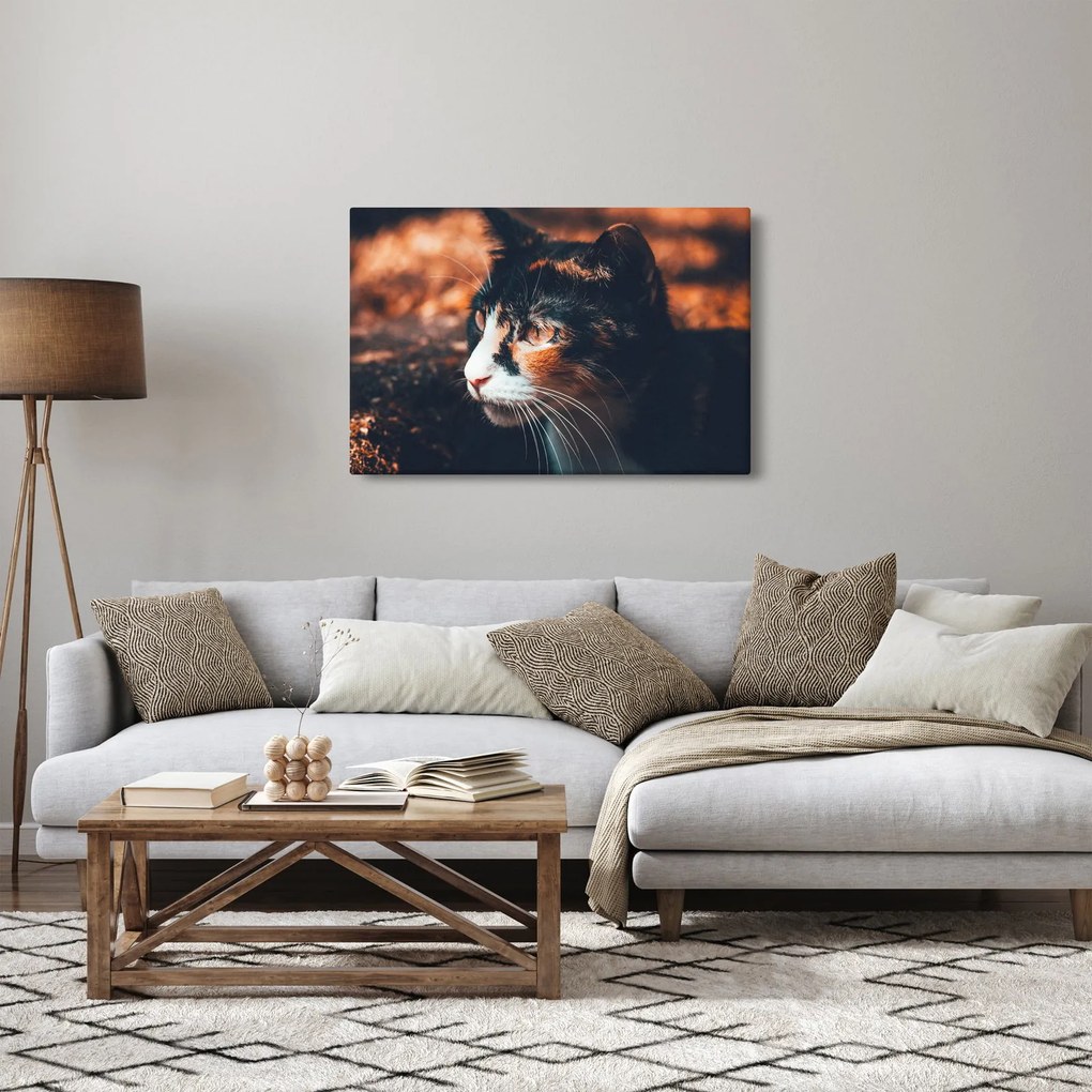 Tablou - Privirea pisicii (90x60 cm)