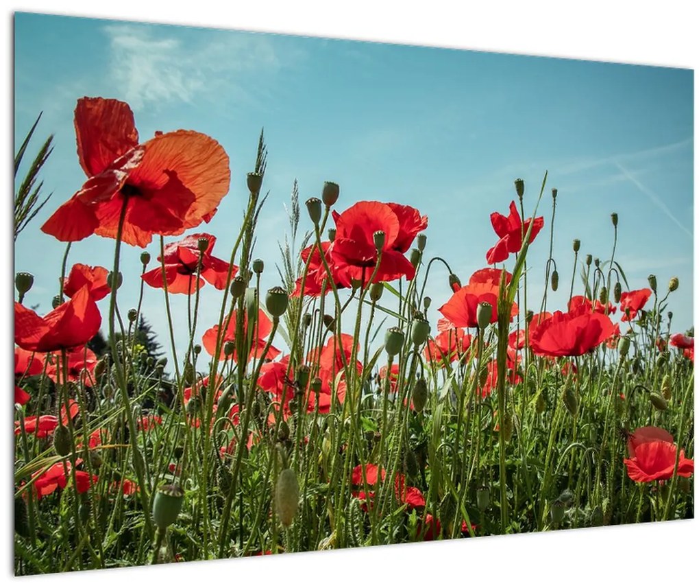 Tablou - Pe câmpul cu maci (90x60 cm)
