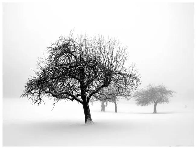 Fototapet - Winter: Trees