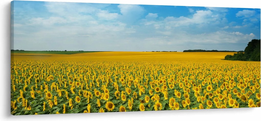 Tablou - câmp cu floarea soarelui (120x50 cm)