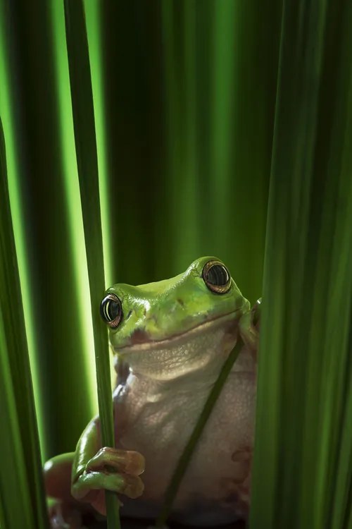 Fotografie Green Frog, Ahmad Gafuri