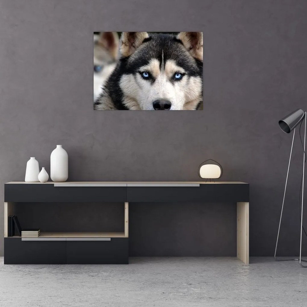 Tablou pe sticlă cu câinele husky (70x50 cm)
