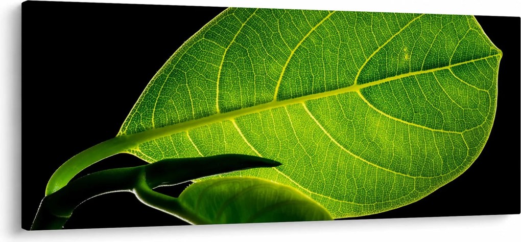 Tablou - frunză verde (120x50 cm)