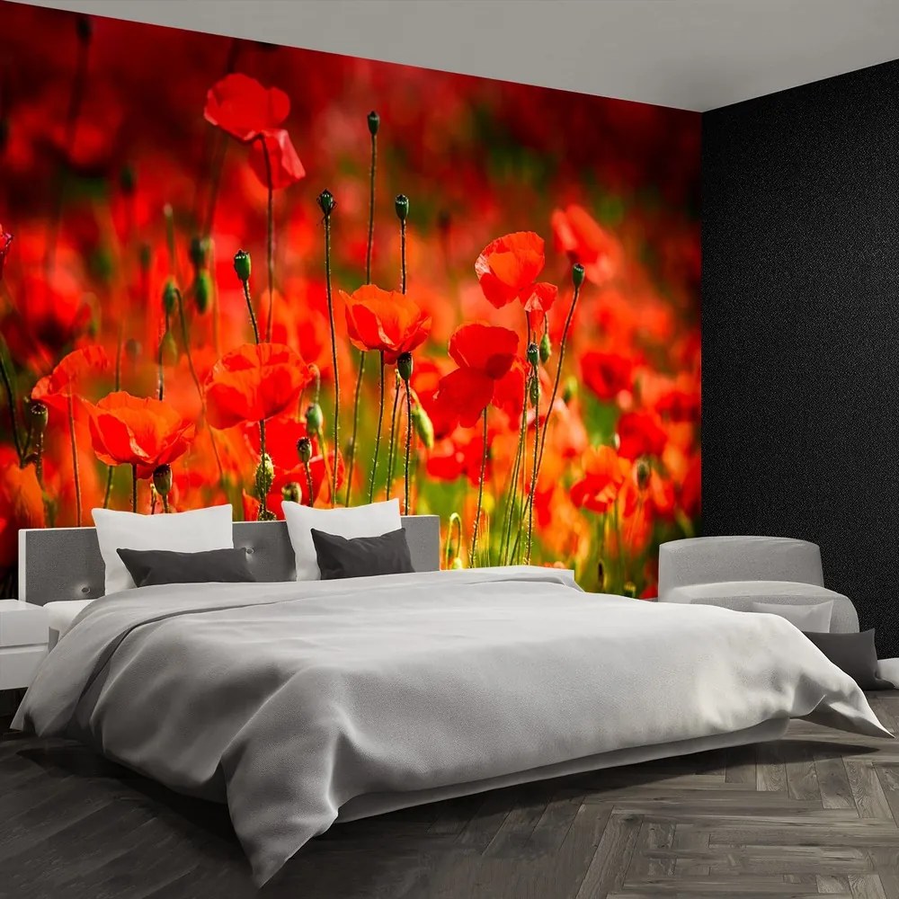 Fototapet maci Meadow
