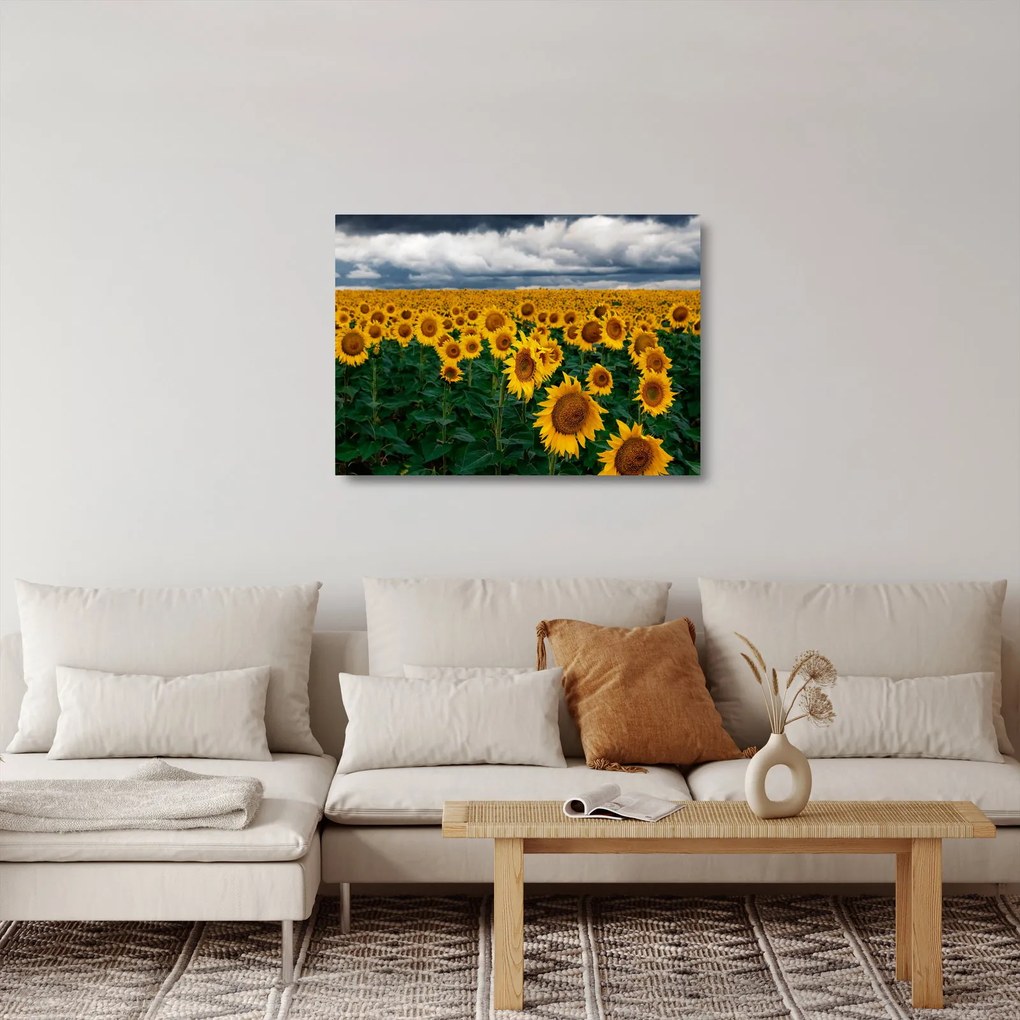 Tablou pe sticlă câmpului de floarea soarelui (70x50 cm)
