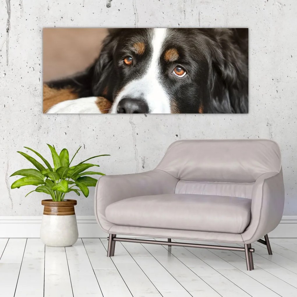 Tablou cu câine (120x50 cm)