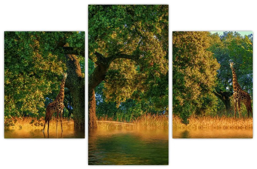 Tablou cu girafe în natură (90x60 cm)
