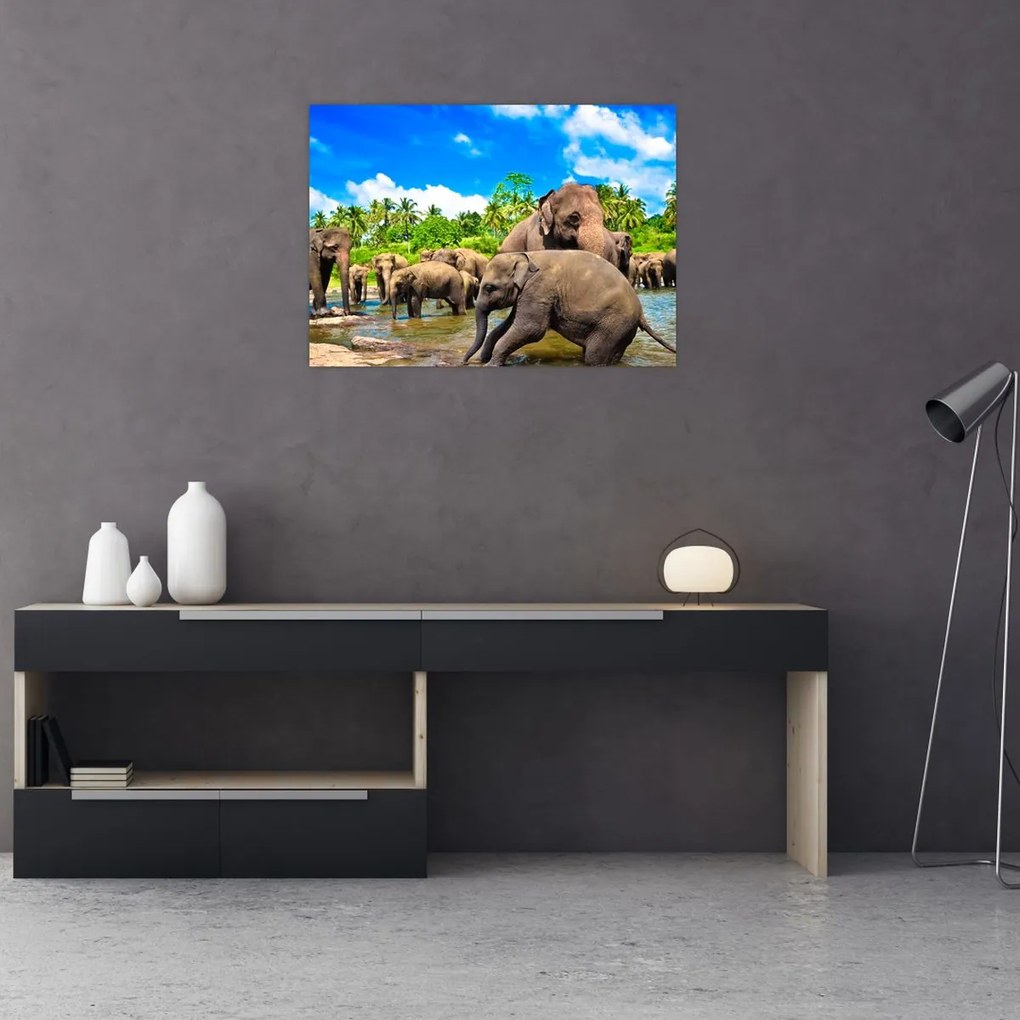 Tablou - Elefanți, Sri Lanka (70x50 cm)