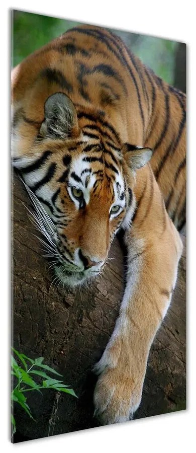 Tablou pe pe sticlă Tiger pe un copac