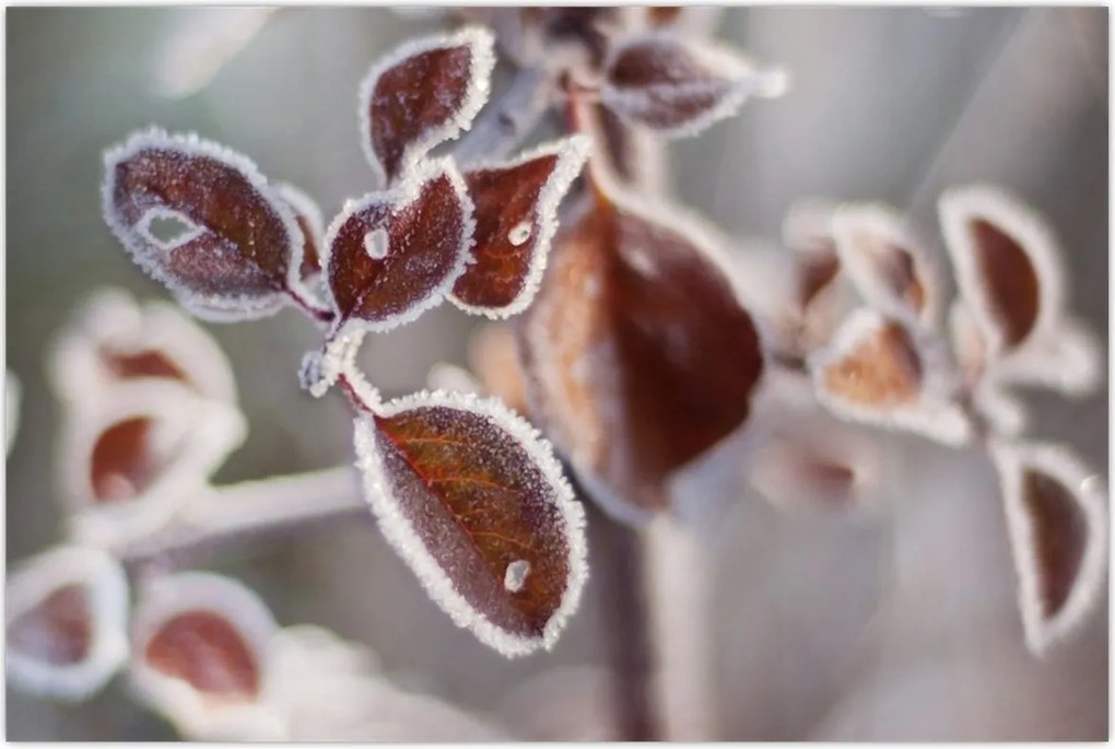 Tablou - Detaliu frunze (90x60 cm)