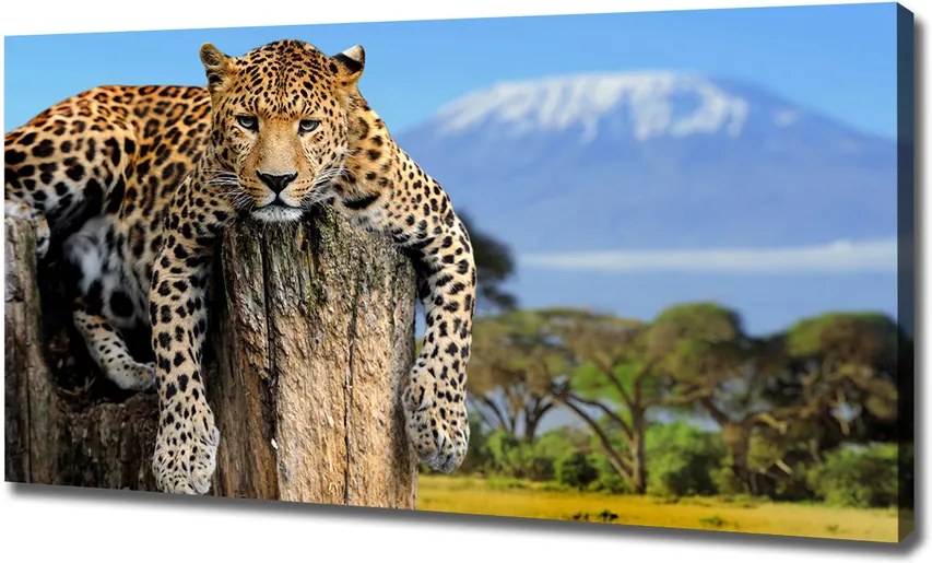 Tablou canvas Leopard pe un ciot de copac