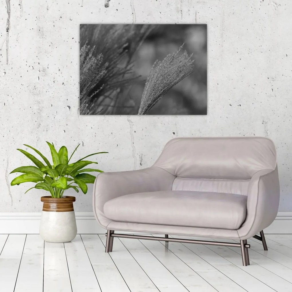 Tablou pe sticlă - Iarbă de pampas uscată (70x50 cm)