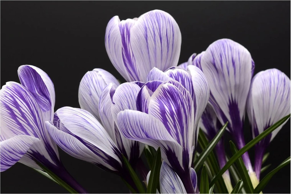 Tablou - Crocus violet (90x60 cm)