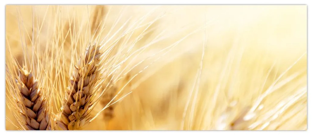 Tablou- detaliu cu (120x50 cm)