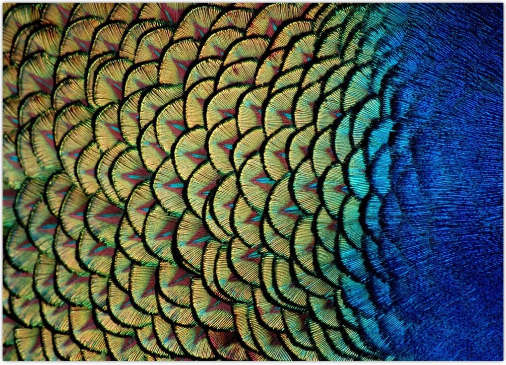 Tablou - Pene de păun (70x50 cm)