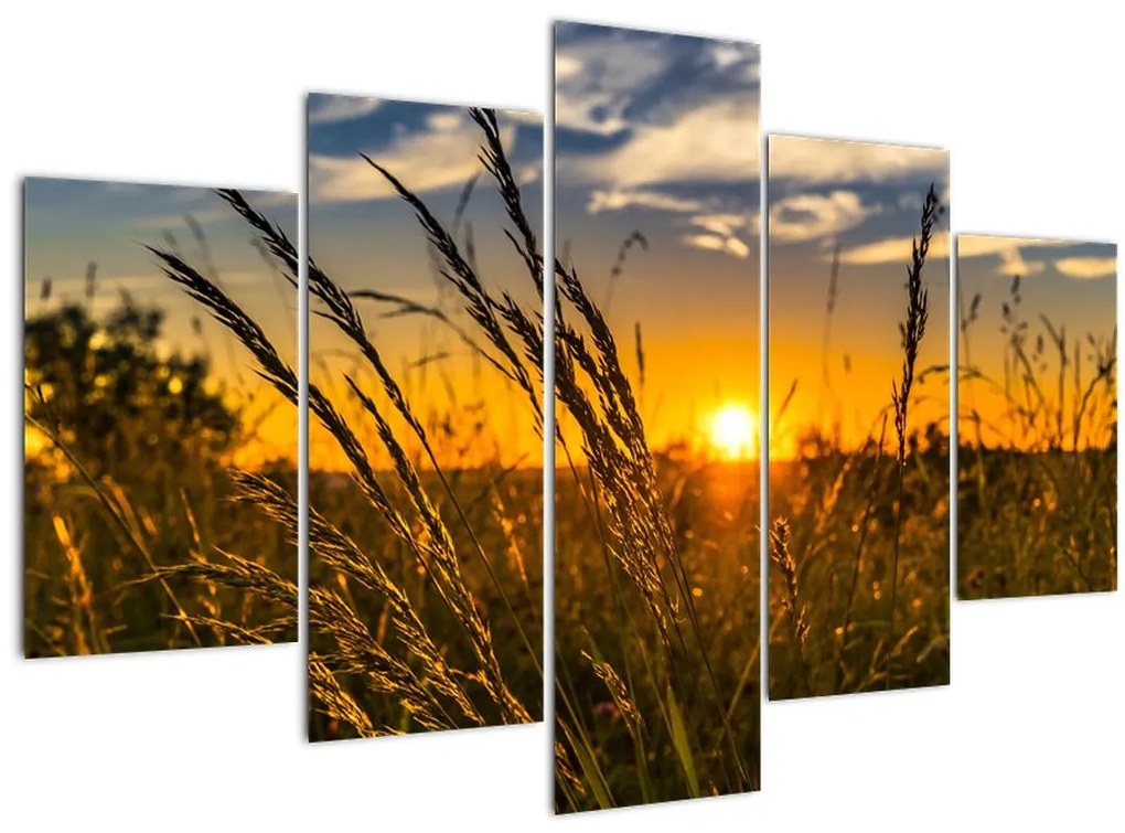 Tablou cu câmp în apus de soare (150x105 cm)