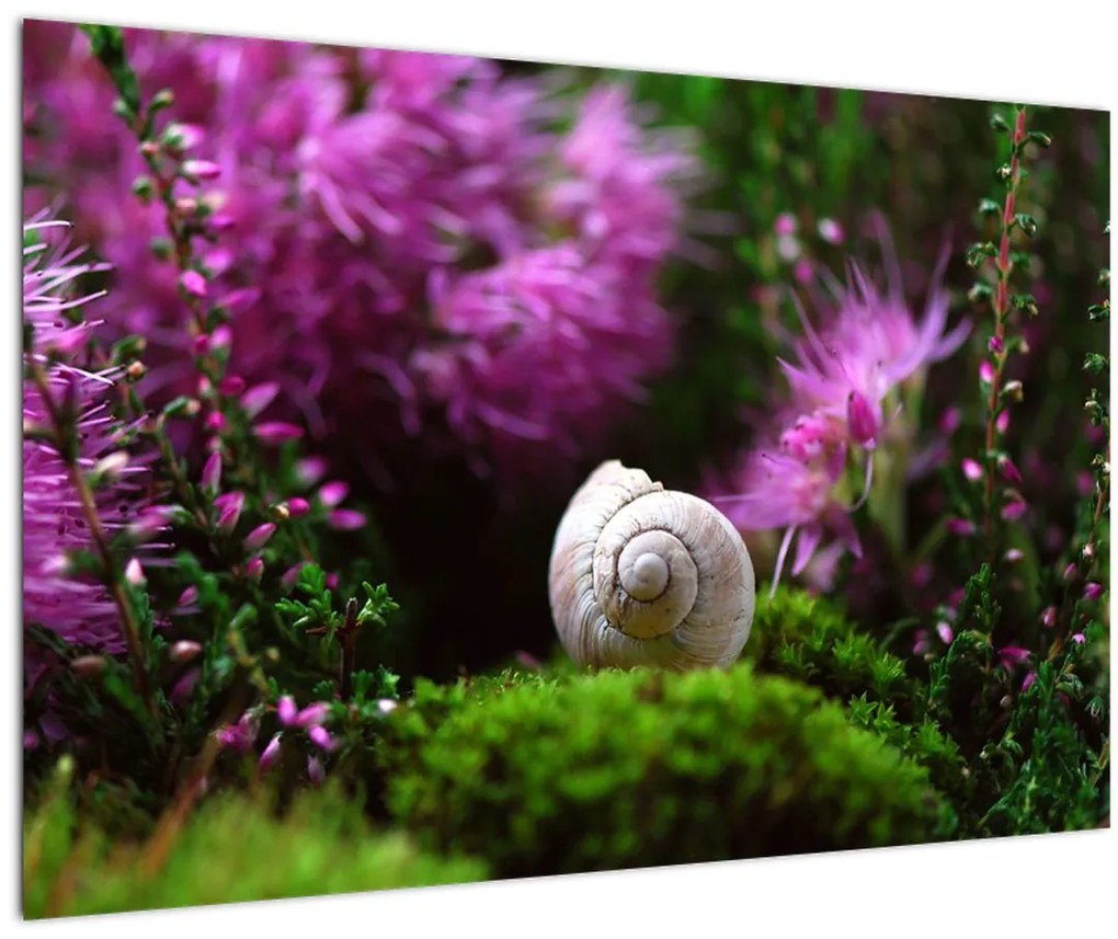 Tablou - Cochilie de melc (90x60 cm)