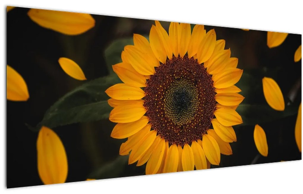 Tablou - Floarea soarelui și petale (120x50 cm)