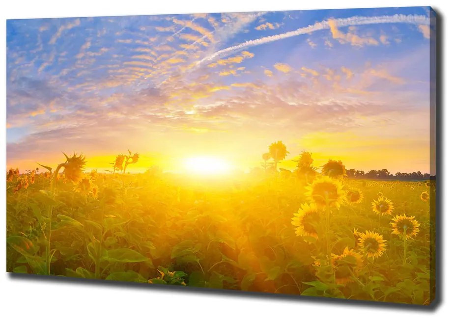 Tablou pe pânză canvas Câmp de floarea-soarelui