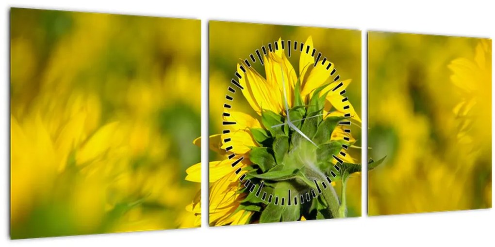 Tablou cu floarea soarelui (cu ceas) (90x30 cm)