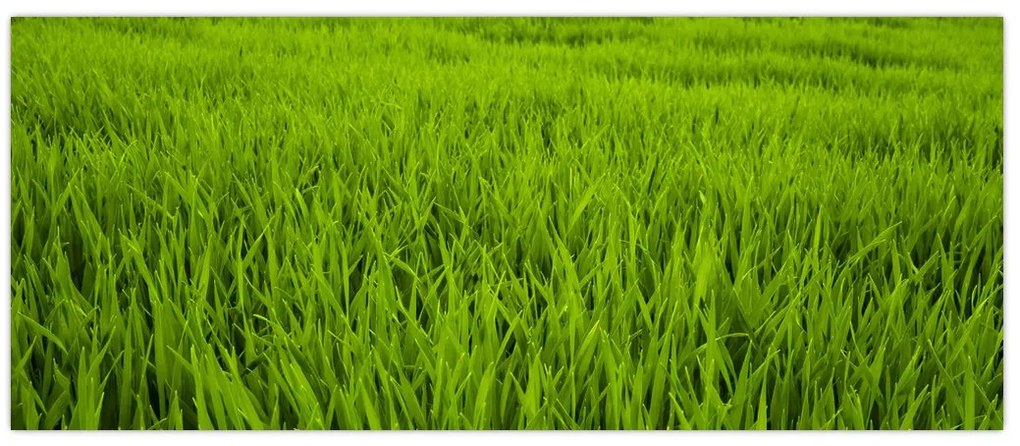 Tablou cu iaraba (120x50 cm)